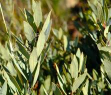 Image of Euclea acutifolia E. Mey. ex A. DC.