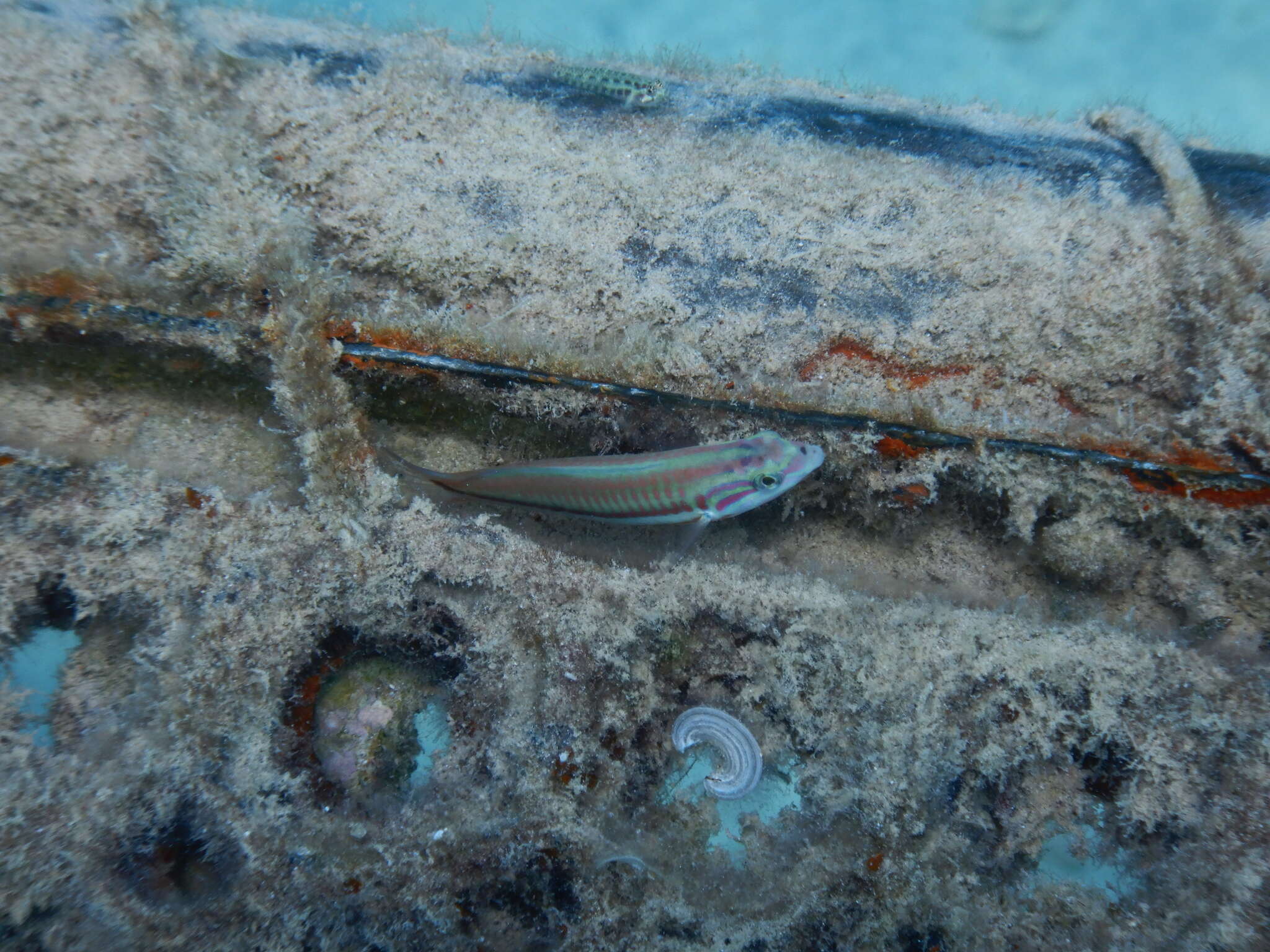 Image of Klunzinger's wrasse