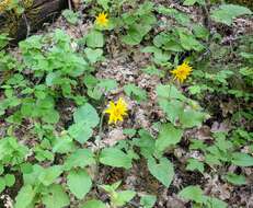 Image of heartleaf arnica