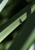 Image of Hylaeus littleri (Cockerell 1918)