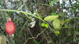 Image of Halleria ligustrifolia Baker