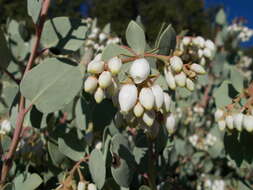 Image of bigberry manzanita