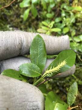 Image of blueberry willow