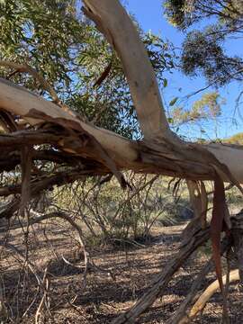 Image of Eucalyptus leprophloia M. I. H. Brooker & S. D. Hopper