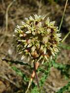 Asclepias crispa Berg.的圖片