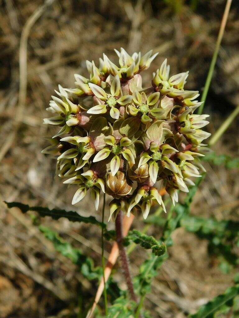 Asclepias crispa Berg.的圖片