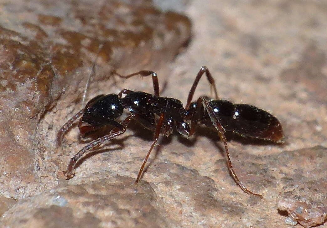 Image of Leptogenys mactans Bolton 1975