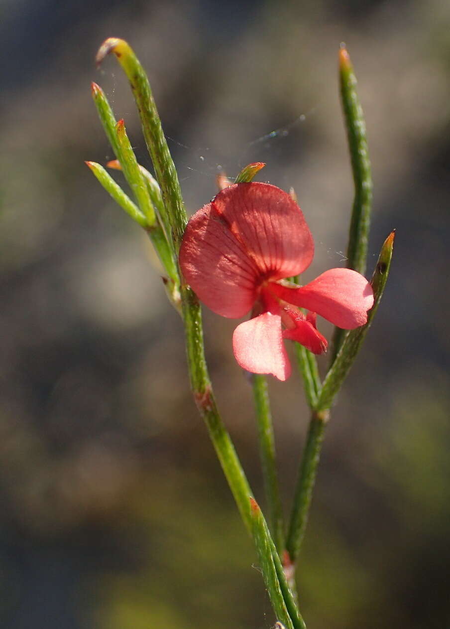 Imagem de Indigofera disticha Eckl. & Zeyh.