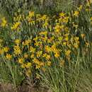 Image of Senecio montevidensis (Spreng.) Baker