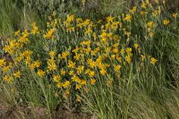 Image of Senecio montevidensis (Spreng.) Baker