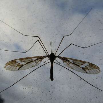 Image of Leptotarsus (Macromastix) binotatus (Hutton 1900)