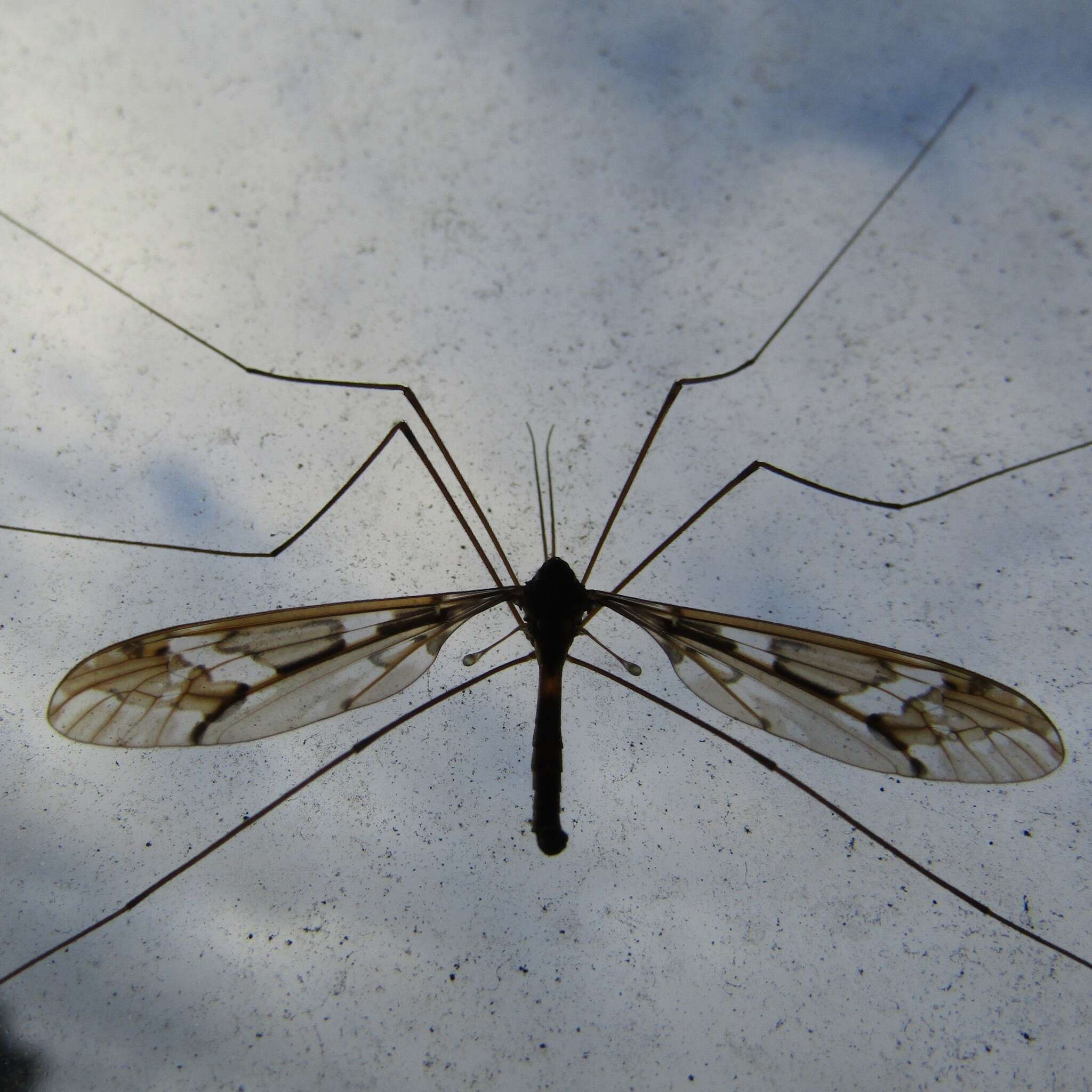 Image of Leptotarsus (Macromastix) binotatus (Hutton 1900)