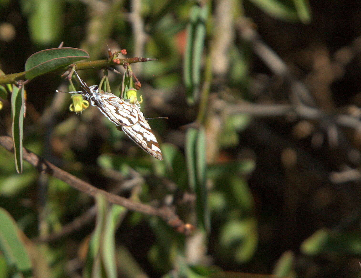 Image of Stugeta bowkeri tearei