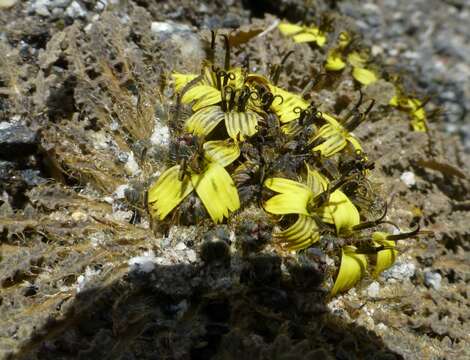 Image of Soroseris pumila Stebbins