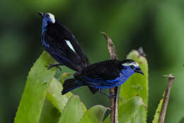 Image of Opal-crowned Tanager