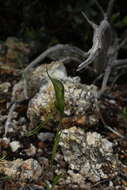 Pterostylis saxosa的圖片