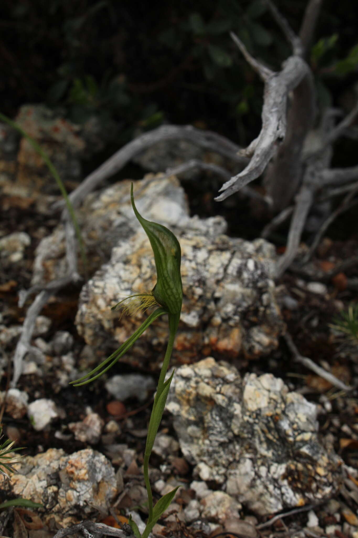 Image de Pterostylis saxosa