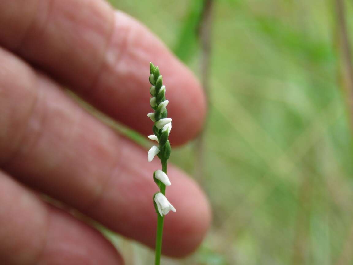 Слика од Spiranthes tuberosa Raf.