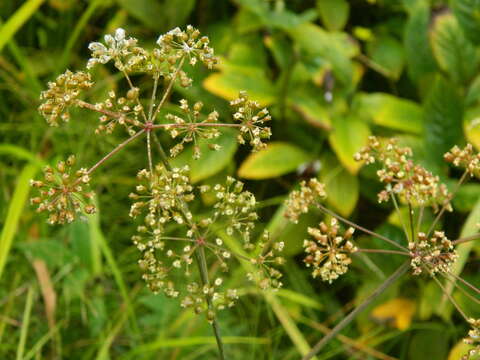 Image of western water hemlock