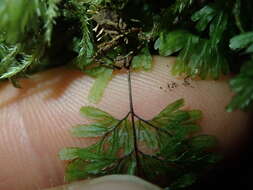 Imagem de Hymenophyllum revolutum Col.