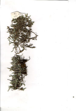 Image of <i>Selaginella dregei</i> (Presl) Hieron.