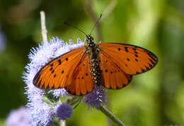 Image of Acraea zitja Boisduval 1833