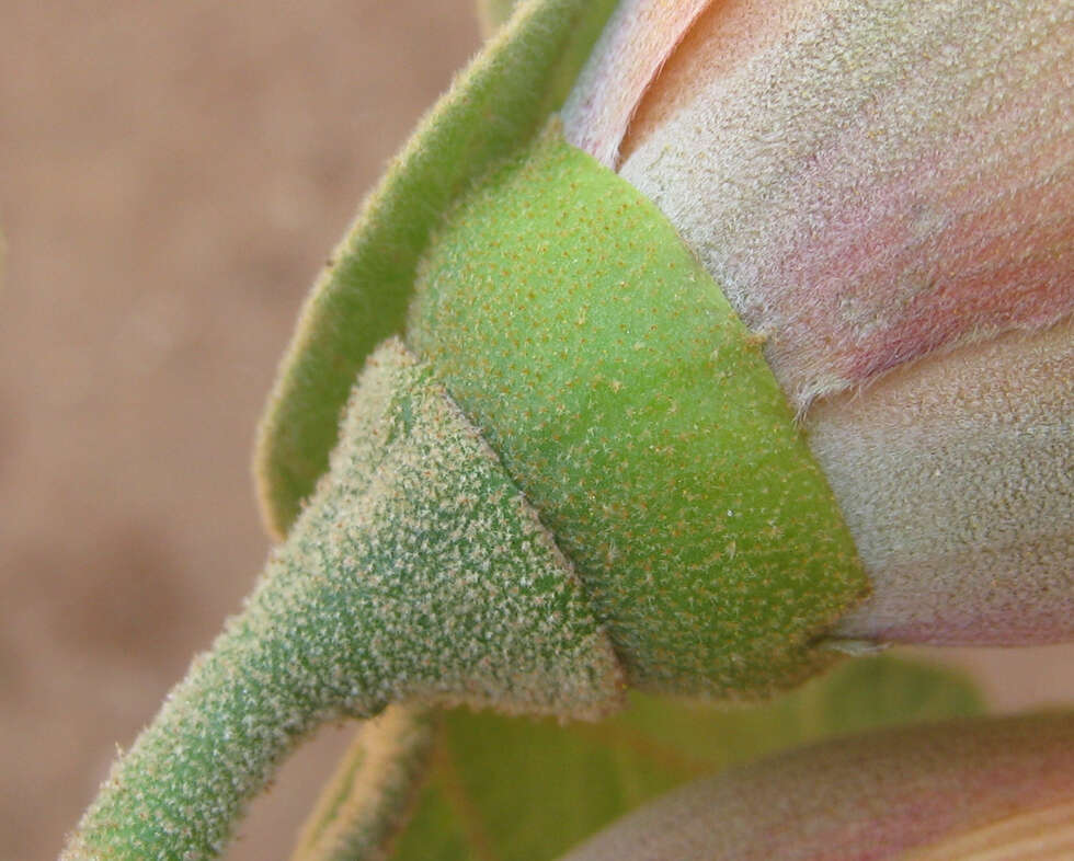 Imagem de Thespesia garckeana F. Hoffm.