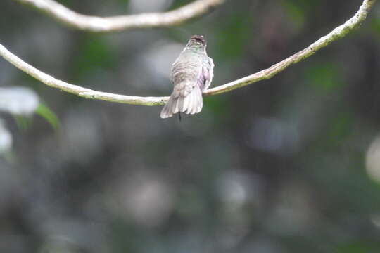 Image of Curve-winged Sabrewing