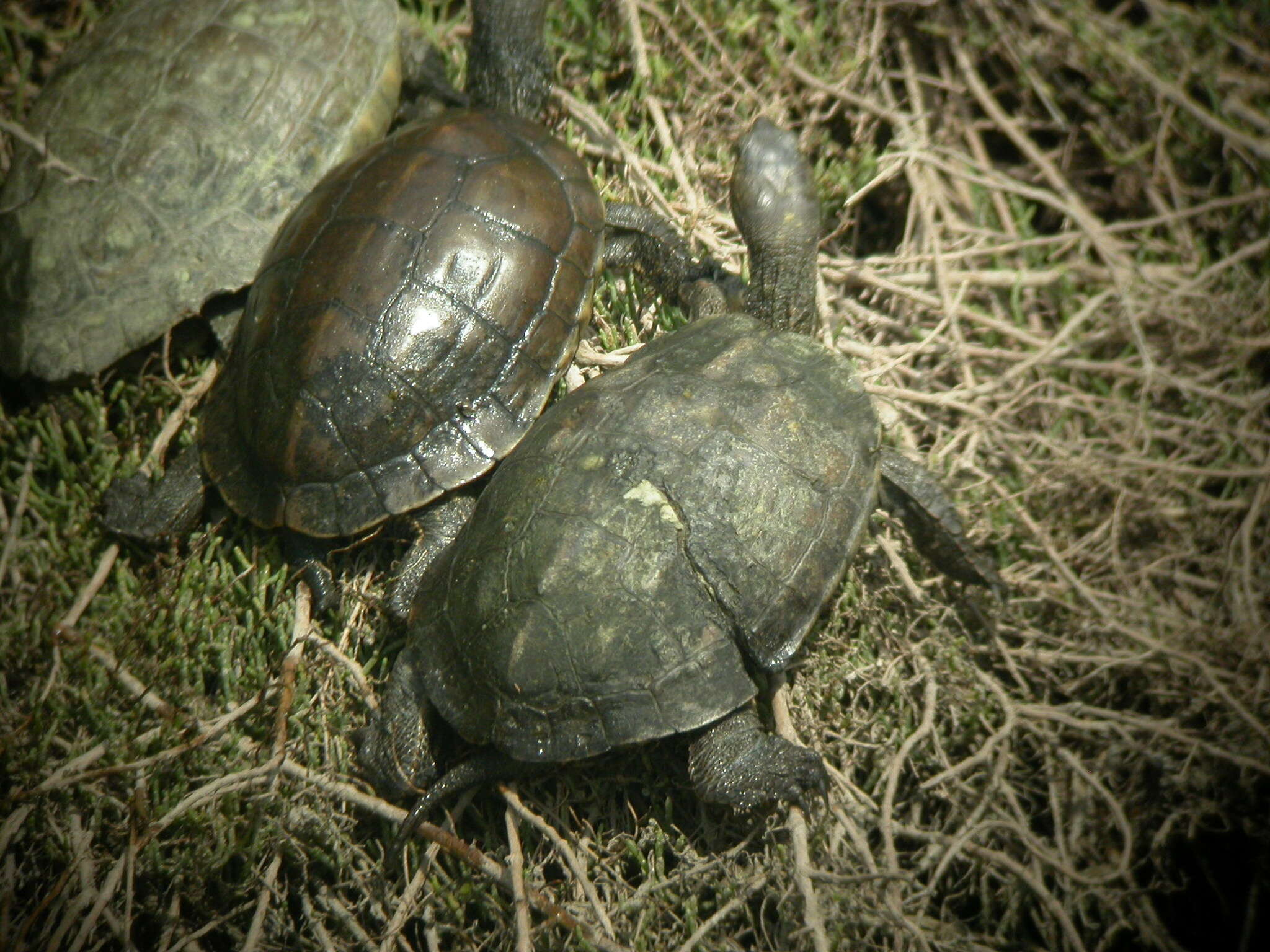 Image of Mauremys leprosa saharica Schleich 1996