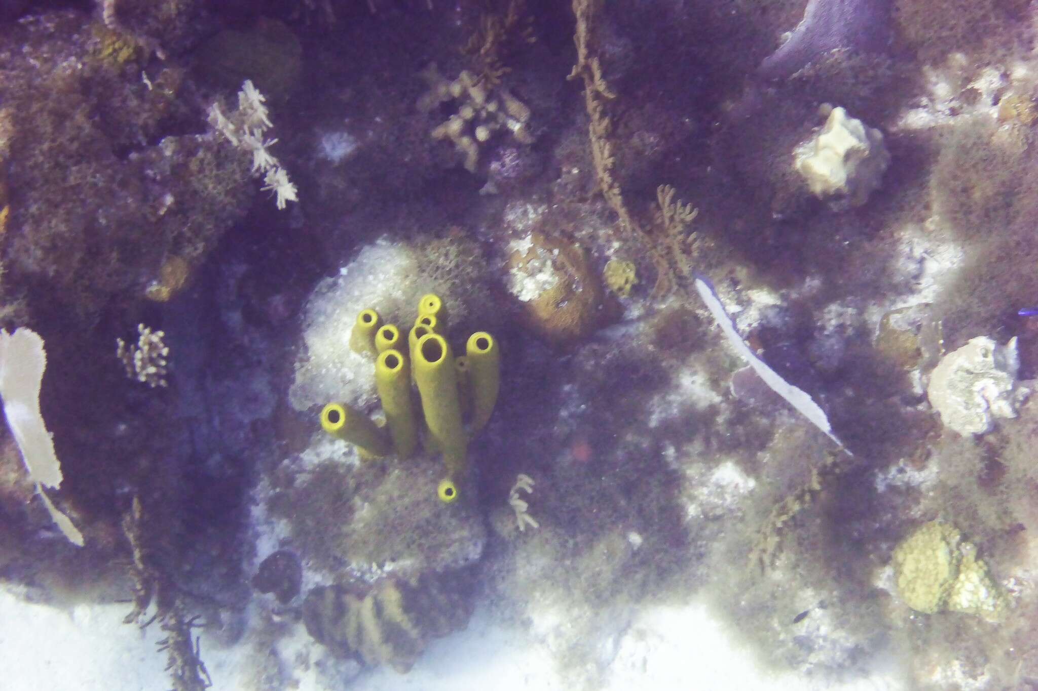 Image of Yellow tube sponge