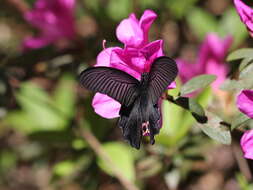 Image of Spangle Butterfly