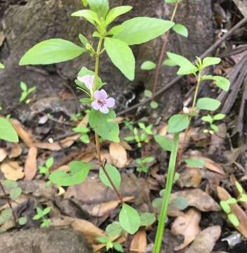 Image of Swamp Snakeherb