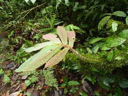 Image of Columnea polyantha (Wiehler) L. E. Skog