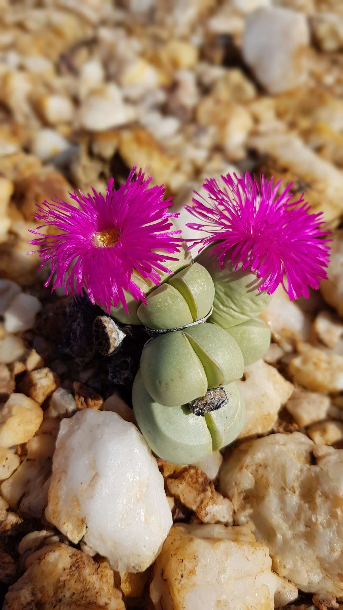 Plancia ëd Argyroderma subalbum (N. E. Br.) N. E. Br.