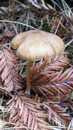 Image of Entoloma formosum (Fr.) Noordel. 1985