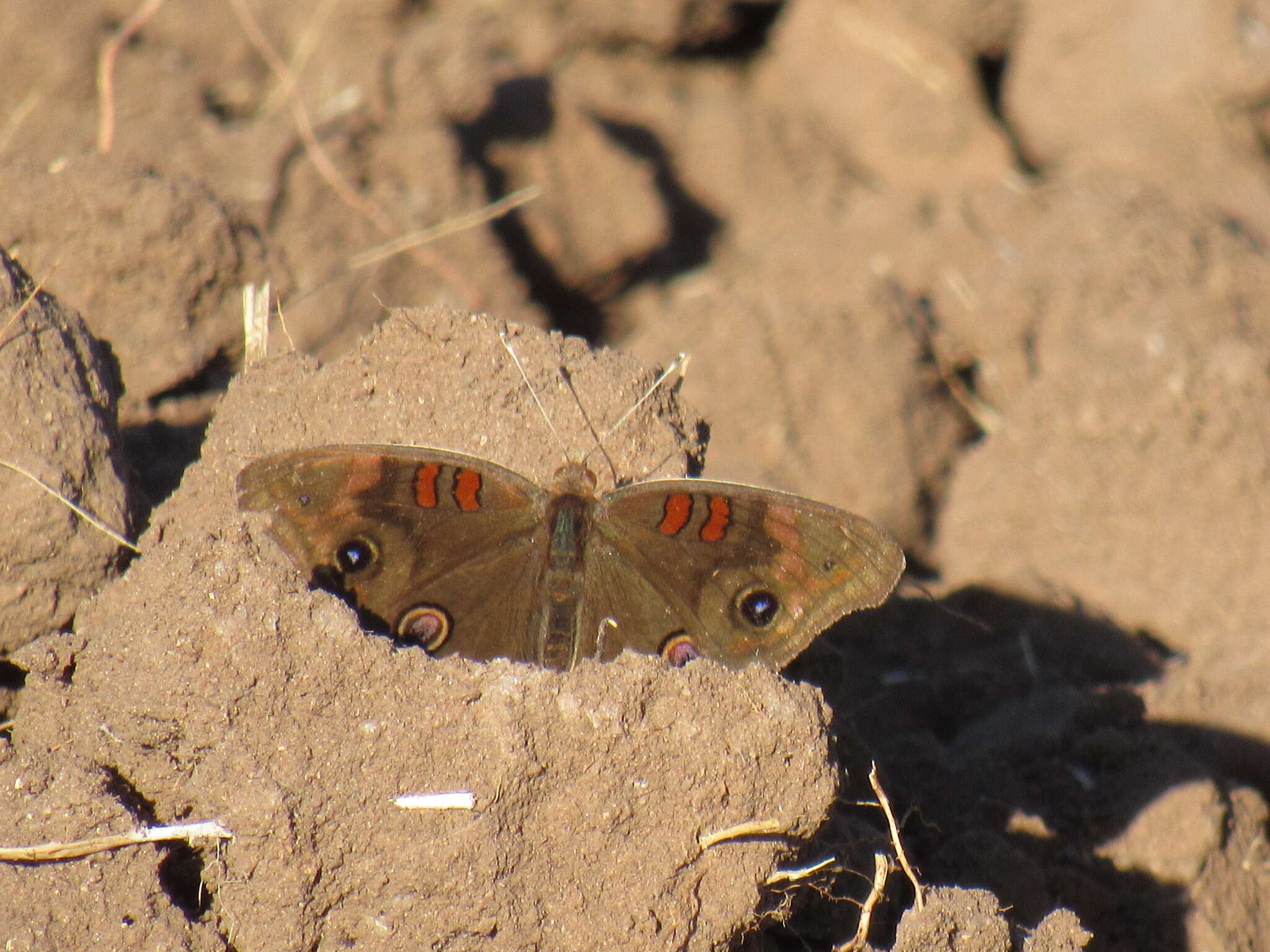 Image of Junonia nigrosuffusa Barnes & McDunnough 1916