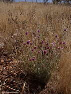 Image of Ptilotus helipteroides (F. Müll.) F. Müll.