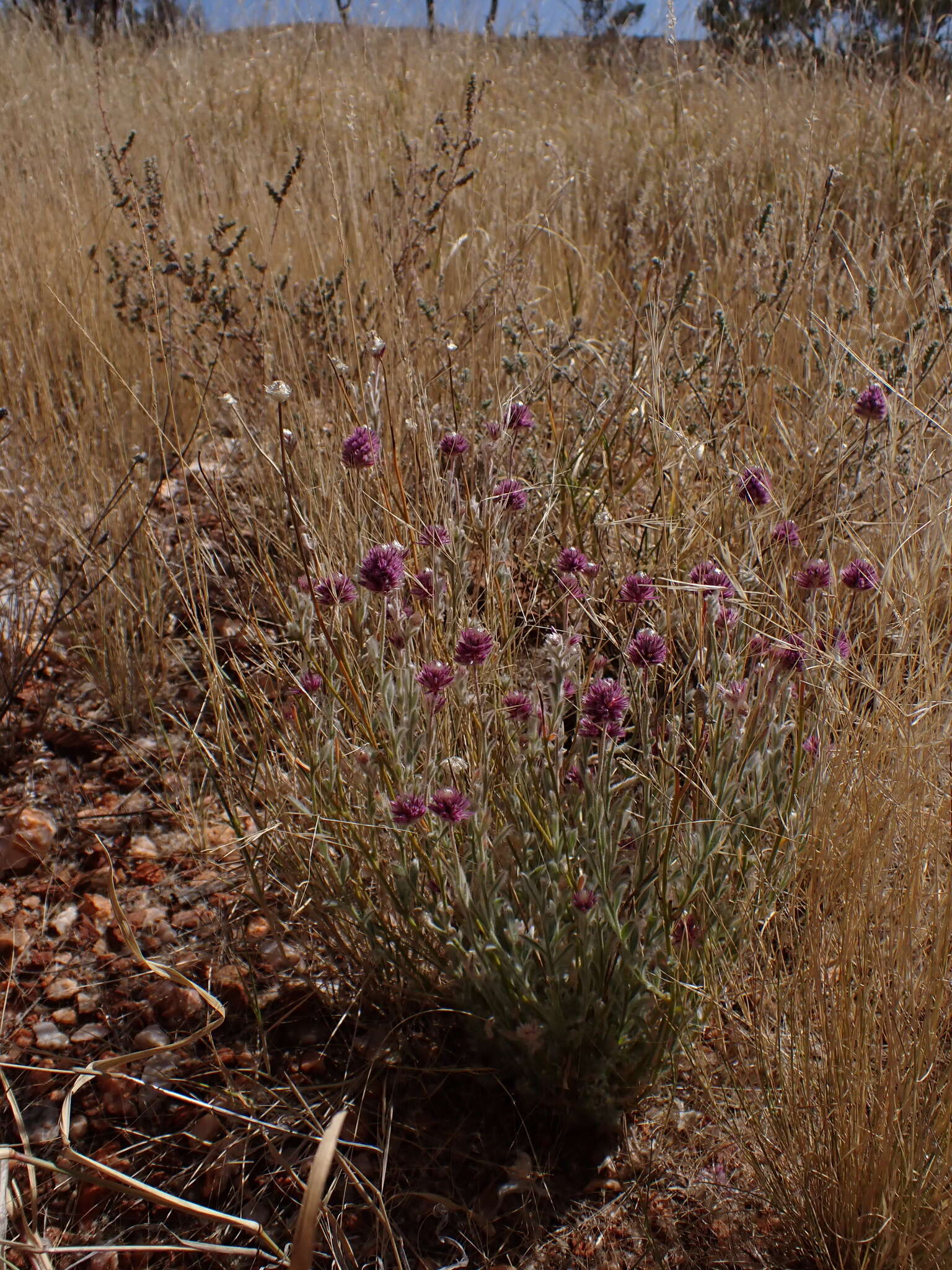 Image of Ptilotus helipteroides (F. Müll.) F. Müll.