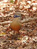 Image of Coquerel's Coua