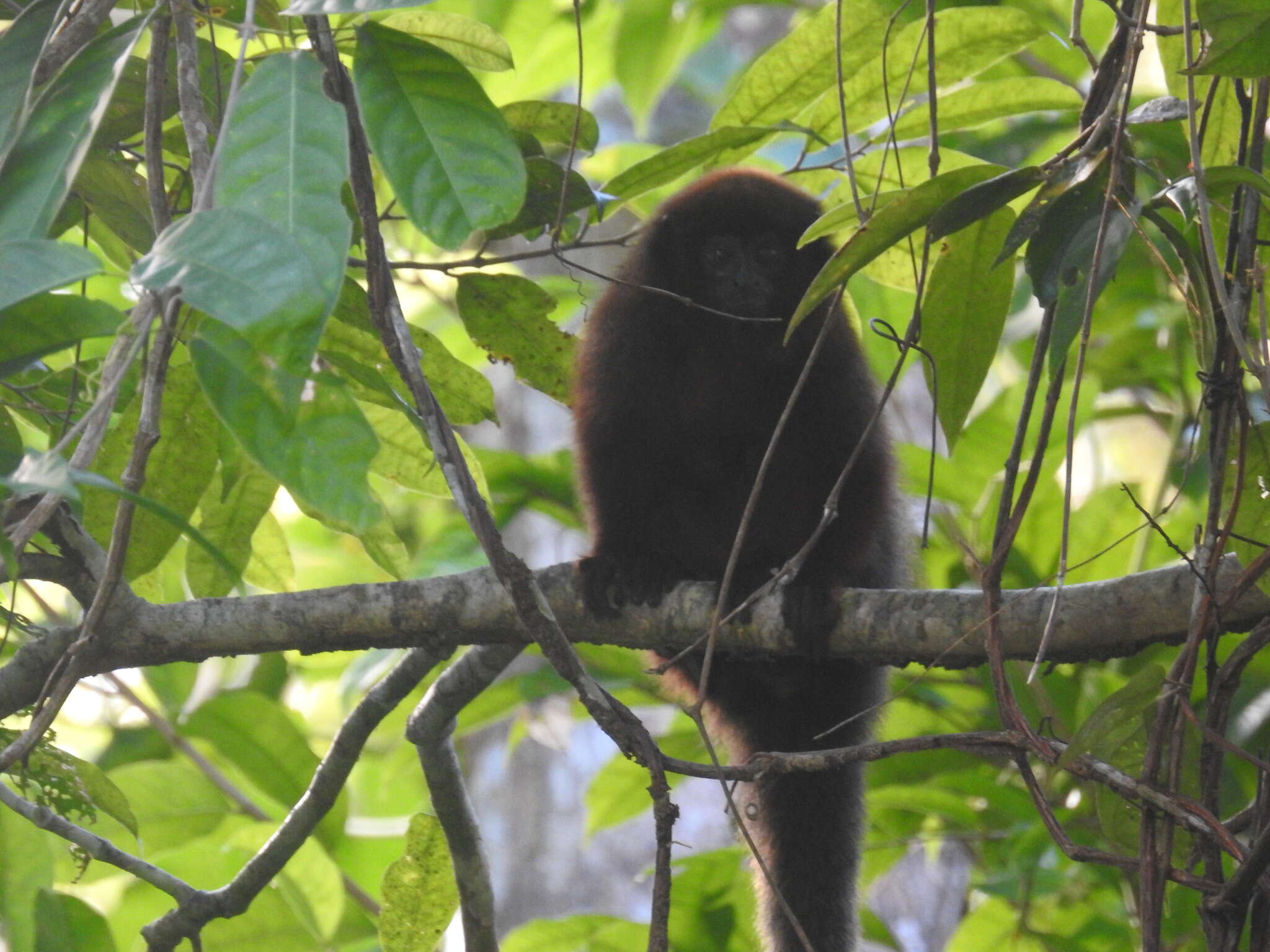 Image of Coppery Titi Monkey