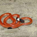 Image of Gomes' Burrowing Snake