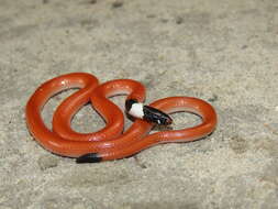 Image of Gomes' Burrowing Snake