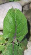 Image de Solanum stramonifolium Jacq.