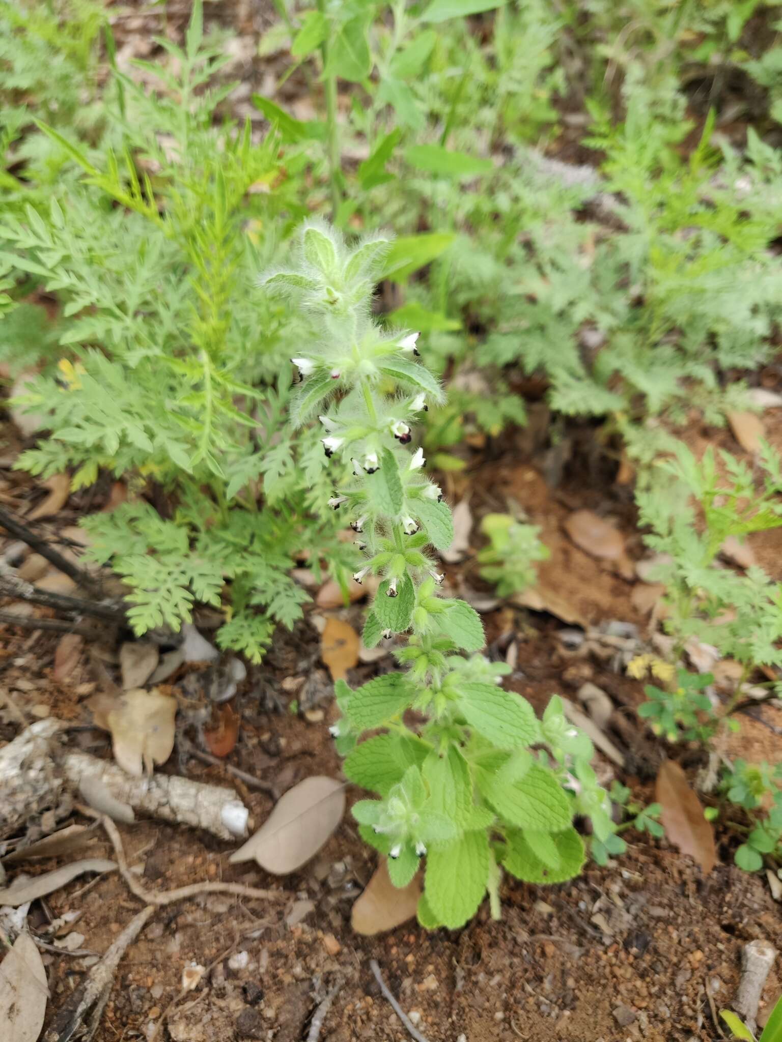 Слика од Sideritis lanata L.