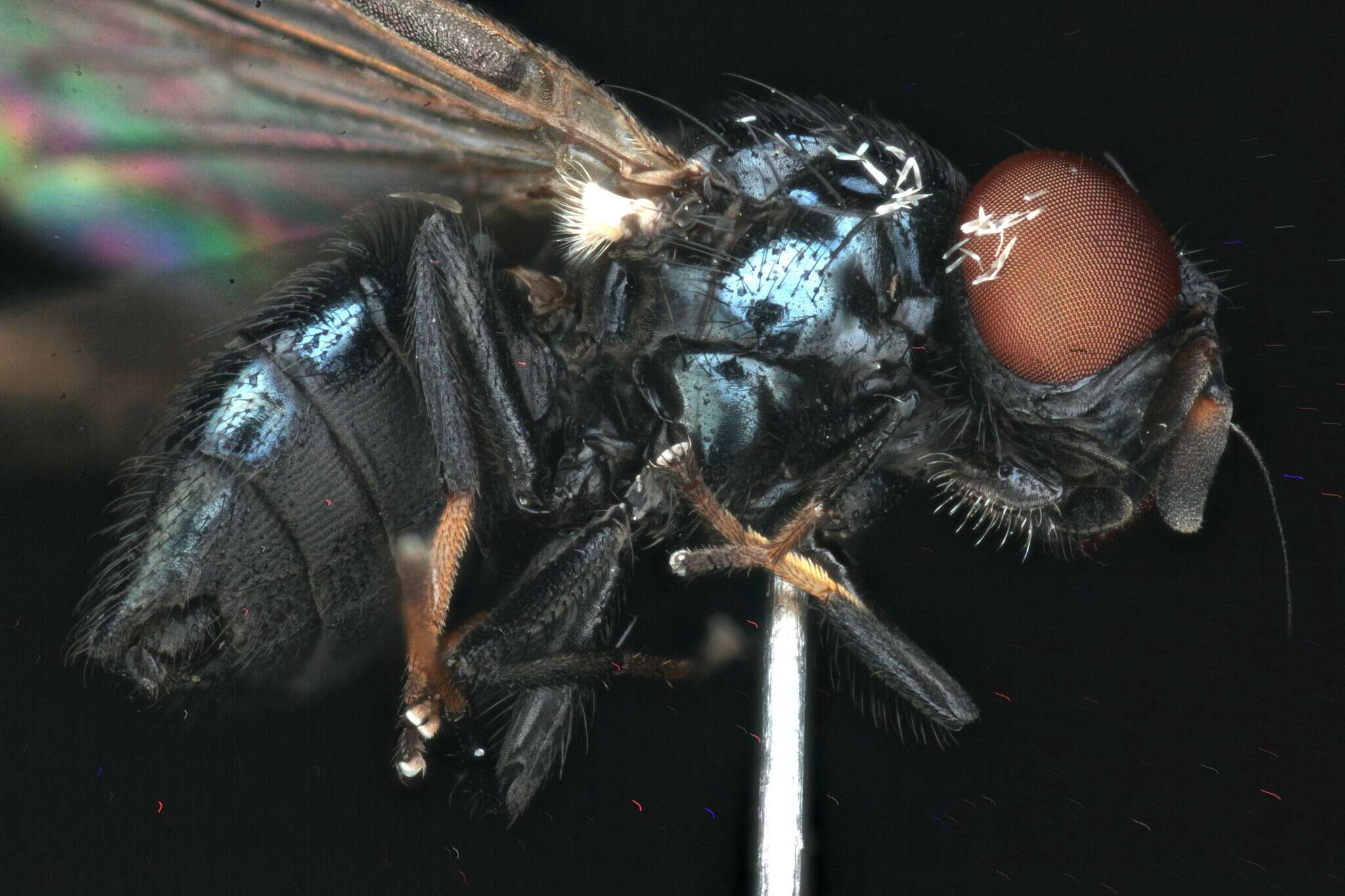 Image of Lance fly