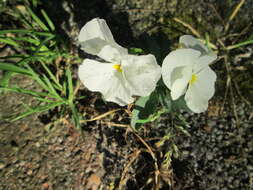 Image of hybrid violet