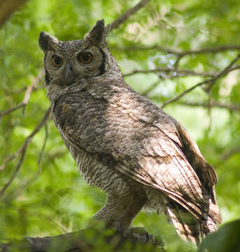 Image of Eagle-owls