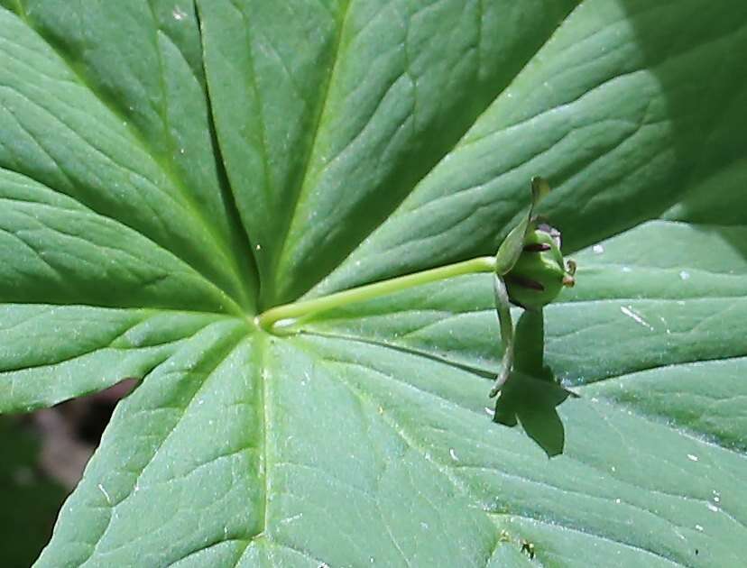 Image of Trillium apetalon Makino