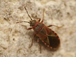 Image of Elm Seed Bug