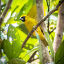 Image of Caryothraustes canadensis canadensis (Linnaeus 1766)